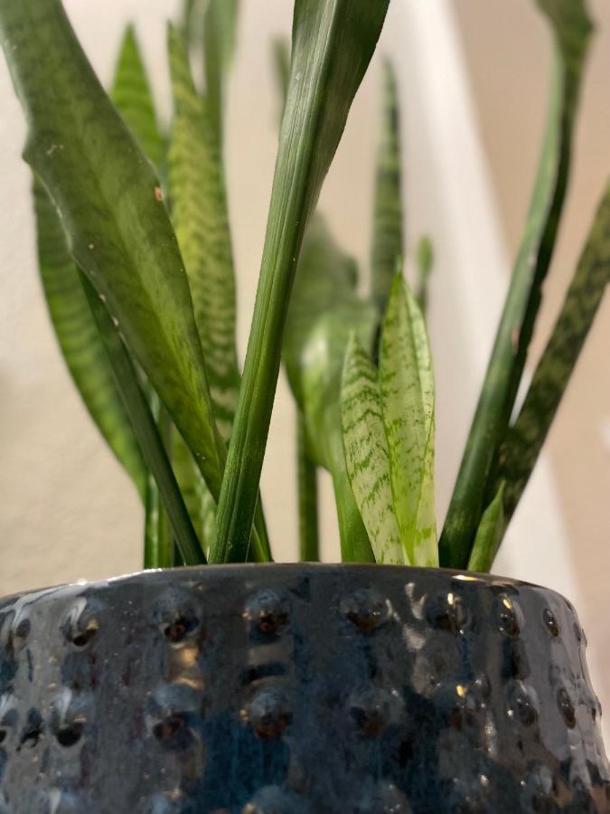 Flora House DEN Eksteriør bilde